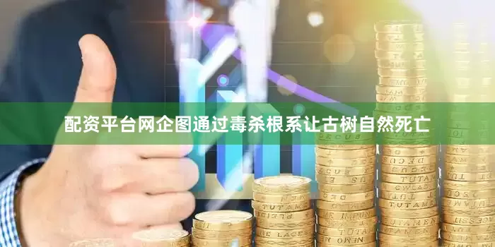 配资平台网企图通过毒杀根系让古树自然死亡